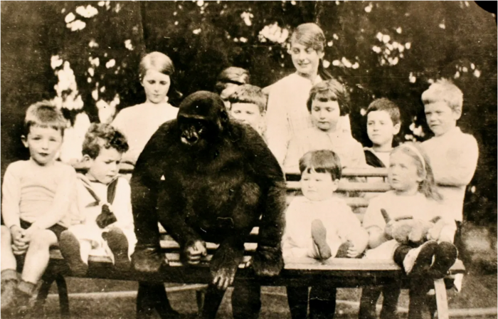 The Gorilla Who Was Brought up as a Boy in an English Village