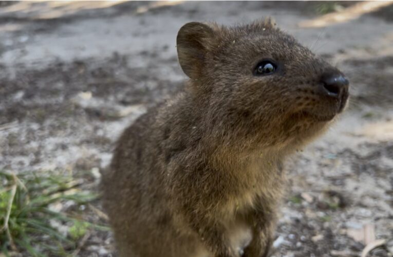Perth, Rottnest Island, And Ridiculously Cute Quokkas. All You Need To Know
