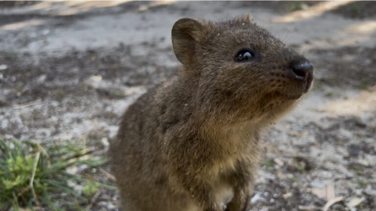 Perth, Rottnest Island, And Ridiculously Cute Quokkas. All You Need To Know