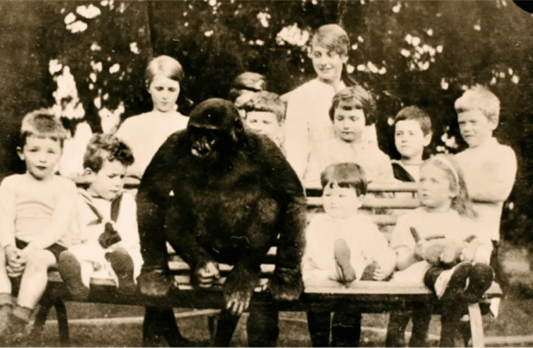 The Gorilla Who Was Brought up as a Boy in an English Village