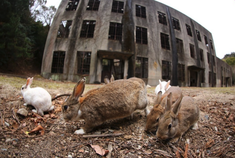 The Dark History of Okunoshima, Japan’s Famous Rabbit Island
