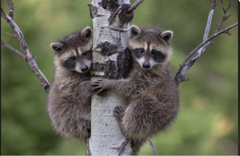 raccoons