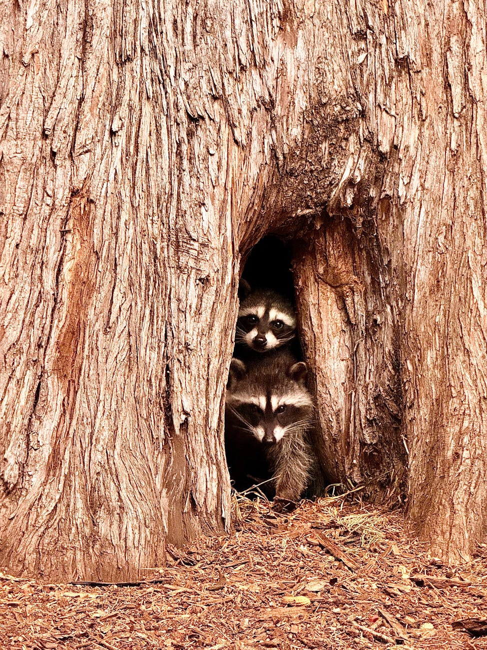 adorable raccoons peeking from tree trunk