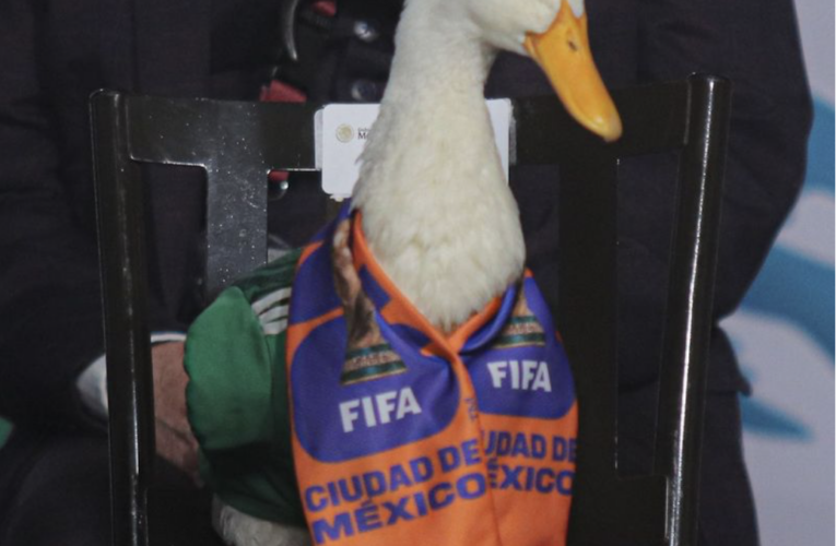 The Loudest Man in the World, a Duck at a Presidential Briefing, and Pigeons with a Liver Compass