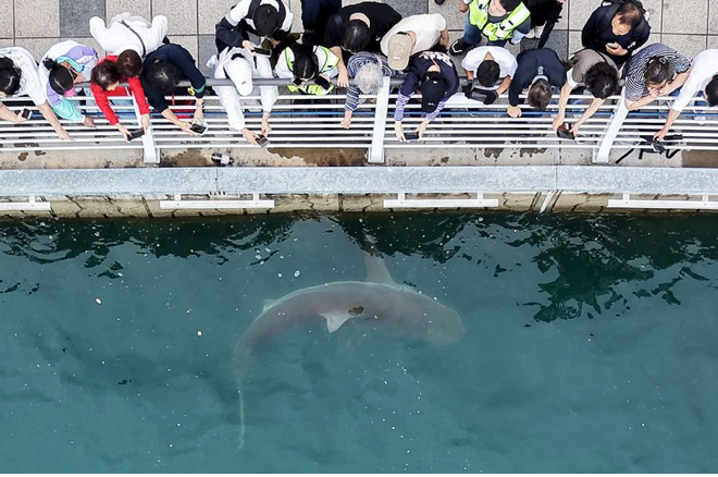 Busan shark